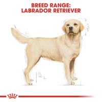 Royal Canin Adult Labrador Retriever hondenvoer 2 x 3 kg - thumbnail
