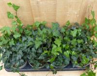 Hedera Klimop 8 potjes in tray kleur groen Warentuin Natuurlijk - Warentuin natuurlijk - thumbnail