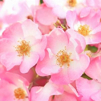 Weleda Wilde Rozen Vitaliserende Oogcontourcrème