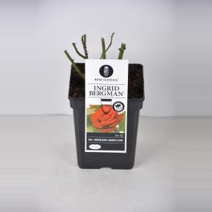 Grootbloemige roos (rosa "Ingrid Bergman"® - C3 - 1 stuks