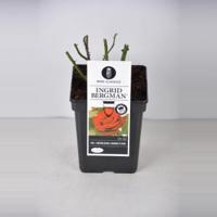 Grootbloemige roos (rosa "Ingrid Bergman"® - C3 - 1 stuks - thumbnail