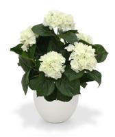 Hortensia deluxe kunstplant 45cm - crème - thumbnail