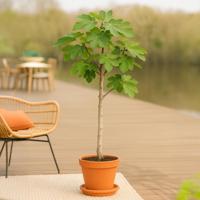 Ficus Carica - Grote Vijgenboom - P28 - thumbnail