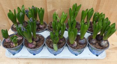Hyacinten 3 bollen per potje 10 potjes in tray mix kleuren Warentuin Natuurlijk - Warentuin natuurlijk