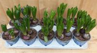 Hyacinten 3 bollen per potje 10 potjes in tray mix kleuren Warentuin Natuurlijk - Warentuin natuurlijk - thumbnail