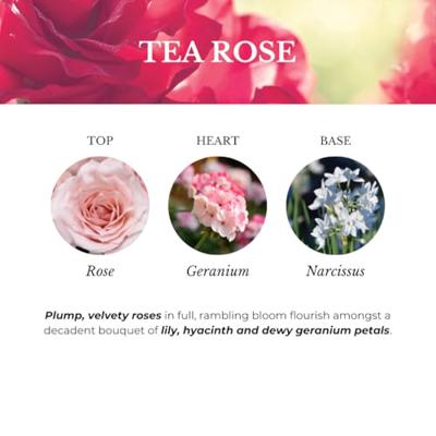 Tea rose l Geurolie Ashleigh and Burwood - Ashleigh and burwood