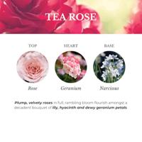 Tea rose l Geurolie Ashleigh and Burwood - Ashleigh and burwood - thumbnail