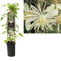 Clematis Vitalba - Bosrank - thumbnail