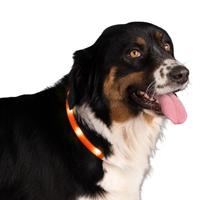 Nightwalk Safety Collar - thumbnail