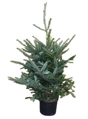 Kerstboom Warentuin Abies Fraseri 80 - 100 cm in pot Warentuin Natuurlijk - Warentuin natuurlijk Kerstboom Warentuin Abies Fraseri 80 - 100 cm in pot Warentuin Natuurlijk - Warentuin natuurlijk