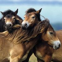 Ravensburger puzzelsset schattige pony's - 3 x 49 stukjes - thumbnail
