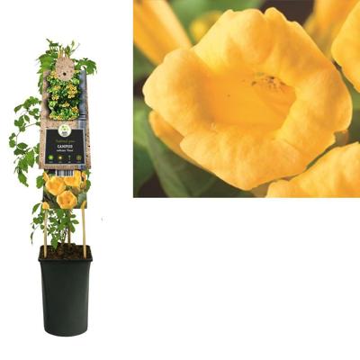 Klimplant Campsis radicans Flava - Gele Trompetbloem
