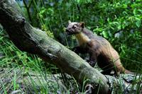 BSI Anti marterspray 500 ml - thumbnail