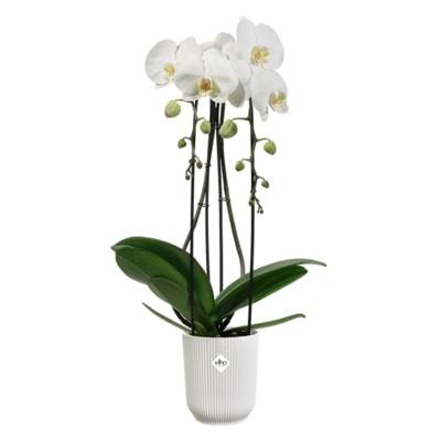 Elho Bloempot Vibes Fold Orchidee Zijdewit Ø12,5cm - thumbnail