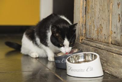 Designed by Lotte - Kattenvoerbak - Wit - Diam. 14 cm