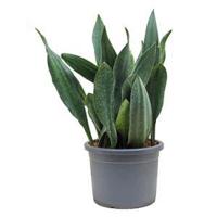 Sansevieria gongo L kamerplant - thumbnail