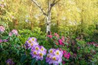 Tuinschilderij bloemen bos 130x70cm Customize-it - Customize it - thumbnail