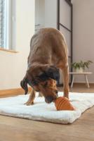 Beeztees Sumo Play L Oranje - thumbnail