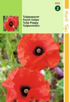 Zaden Papaver Tulppapaver Hortitops - Hortitops - thumbnail