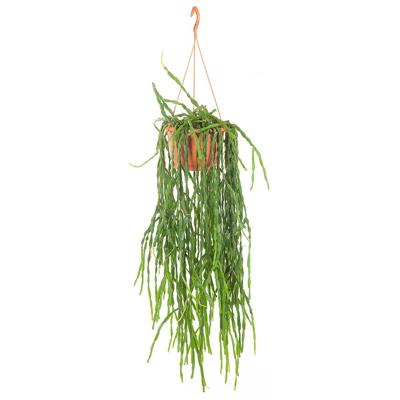 Rhipsalis Paradoxa - P 20 cm