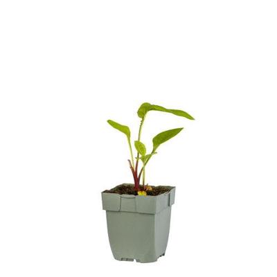 Echinacea purp. Green Twister vaste plant Griffioen - Griffioen Echinacea purp. Green Twister vaste plant Griffioen - Griffioen