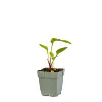 Echinacea purp. Green Twister vaste plant Griffioen - Griffioen - thumbnail