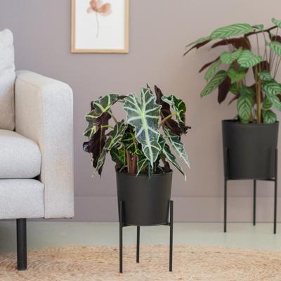 Alocasia Amazonica Polly - Skeletplant - P17