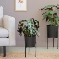 Alocasia Amazonica Polly - Skeletplant - P17 - thumbnail