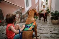 JK9® Paw Patrol Hondentuig Rocky - Maat S - thumbnail