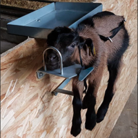 Express lam-/geithouder - thumbnail