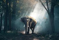 Schilderij - Olifant in bos, 2 maten, Premium print - thumbnail