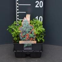 Schaduwkruid (pachysandra terminalis "Green Sheen") bodembedekker - 4-pack - 1 stuks - thumbnail