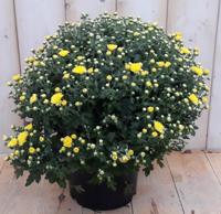 Bol Chrysant geel Warentuin Natuurlijk - Warentuin natuurlijk - thumbnail