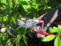 Meister Snoeischaar Amboss Re W - WU9719800 - thumbnail