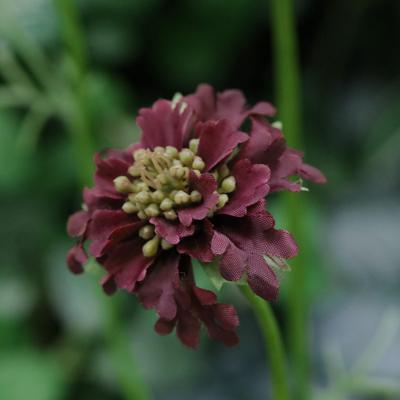 Scabiosa Kunstbloem 77cm D.Burgundy