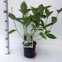 Weigela struik Candida - 30 - 40 cm - 12 stuks - thumbnail