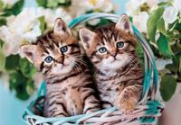 Clementoni legpuzzel super color lovely kitty twins, 60st. - thumbnail