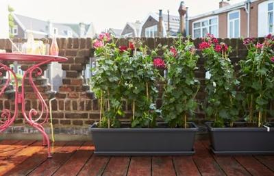 Elho Balkonbak Barcelona XL Schotel Antraciet 54cm