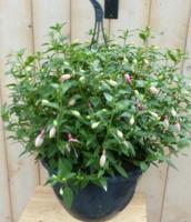 Hangplant Fuchsia in hangpot licht-roze tinten Warentuin Natuurlijk - Warentuin natuurlijk - thumbnail