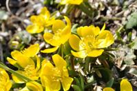 Ganzerik - thumbnail