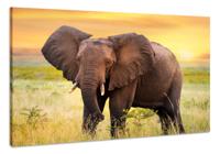 Schilderij - Nieuwsgierige Olifant, 100x70cm. Premium print, dieren - thumbnail