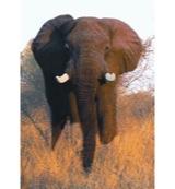Elephant (olifant)
