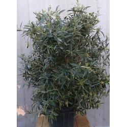 Olijf struik XL 110 cm hoog Olea Warentuin Natuurlijk - Warentuin natuurlijk Olijf struik XL 110 cm hoog Olea Warentuin Natuurlijk - Warentuin natuurlijk