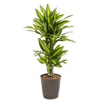 Dracaena cintho belem hydrocultuur plant - thumbnail
