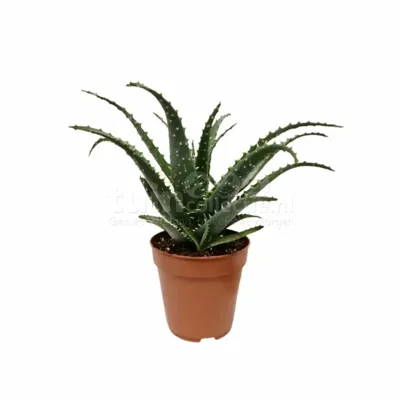 Aloe Arborescens 30cm