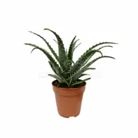 Aloe Arborescens 30cm - thumbnail