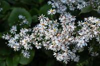 Aster - thumbnail