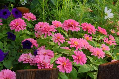 Tuinschilderij flowers 70x50cm Customize-it - Customize it