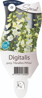 Digitalis purp 'Hanabee White' Vingerhoedskruid vaste plant Griffioen - Griffioen