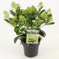 Skimmia (Skimmia Japonica “Finchy”®) heester - 20-25 cm (P15) - 6 stuks - thumbnail